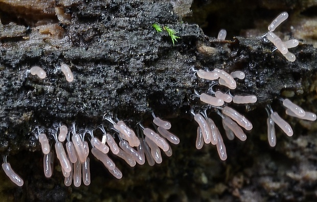 pazderka Stemonitopsis typhina (F.H. Wigg.) Nann.-Bremek.