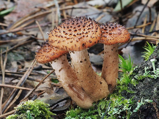 podpňovka obyčajná Armillaria mellea (Vahl) P. Kumm.