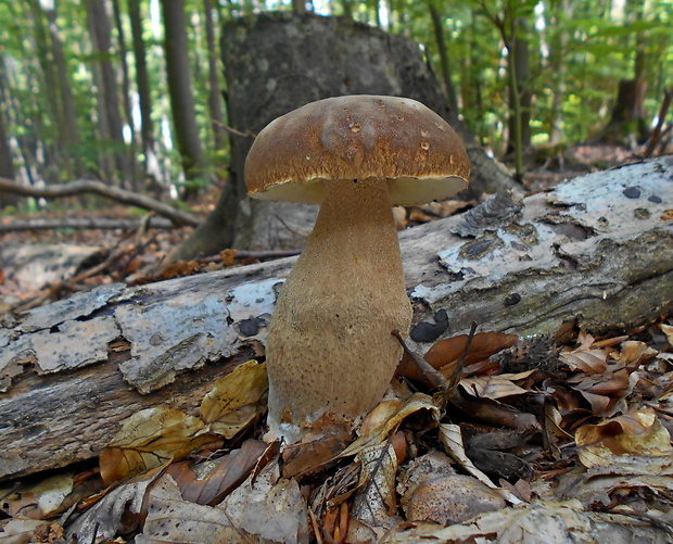 hríb dubový Boletus reticulatus Schaeff.