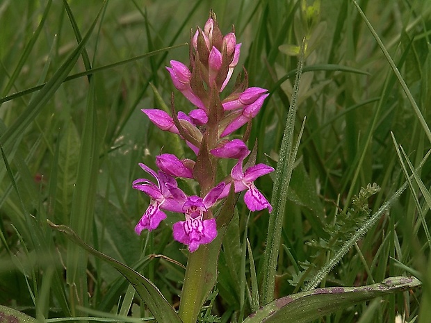 vstavačovec májový pravý Dactylorhiza majalis subsp. majalis (Reincherb.) Hunt & Summerh.