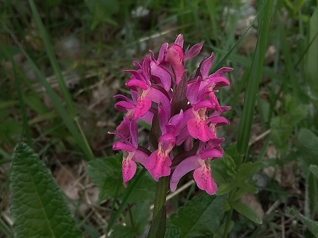 vstavačovec bazový Dactylorhiza sambucina (L.) Soó