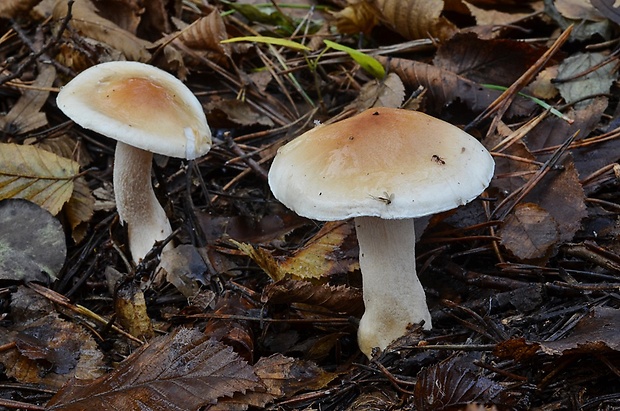 šťavnačka vláknitá Hygrophorus arbustivus Fr.