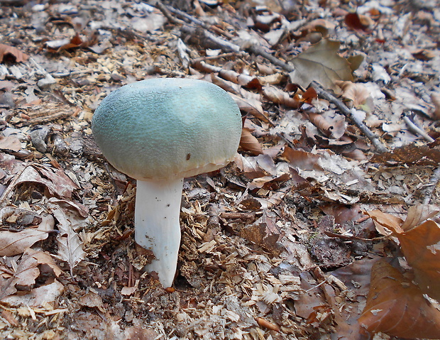 plávka zelenkastá Russula virescens (Schaeff.) Fr.