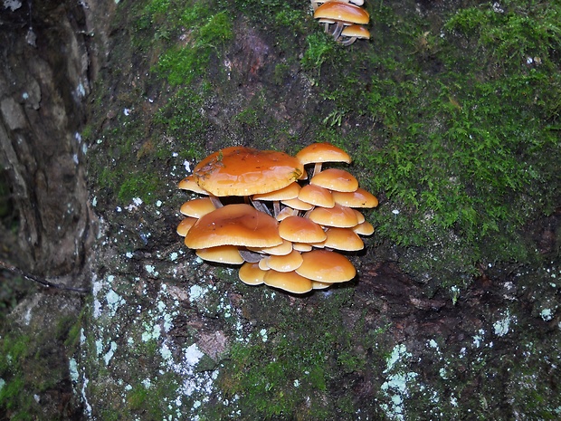 plamienka Flammulina sp.