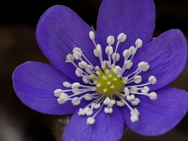 pečeňovník trojlaločný Hepatica nobilis Schreb.