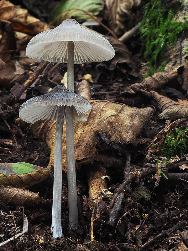 prilbička ryhovaná Mycena polygramma (Bull.) Gray