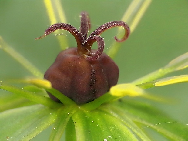 vranovec štvorlistý Paris quadrifolia L.