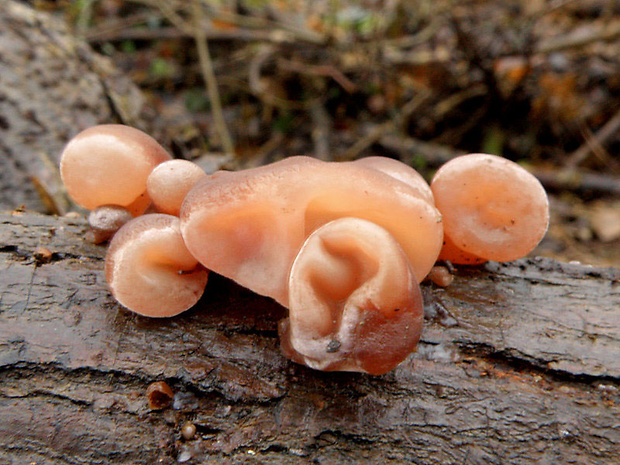 uchovec bazový Auricularia auricula-judae (Bull.) Quél.