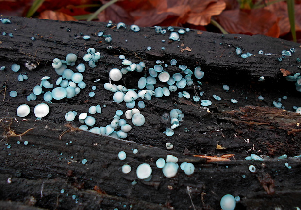 zelenica Chlorociboria sp.