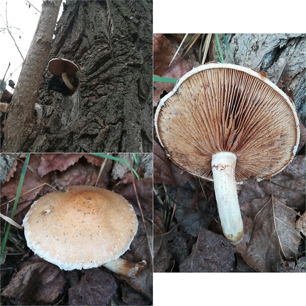 poľnička topoľová Cyclocybe cylindracea (DC.) Vizzini & Angelini