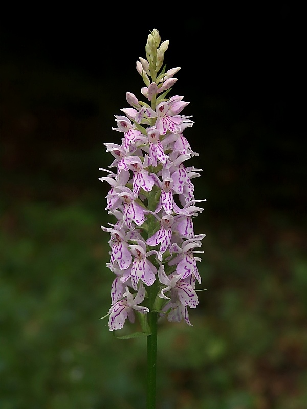 vstavačovec fuchsov pravý Dactylorhiza fuchsii subsp. fuchsii (Druce) Soó