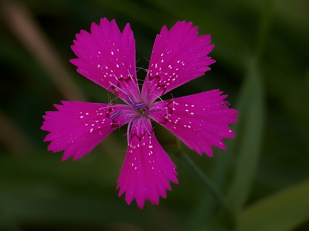 klinček slzičkový Dianthus deltoides L.