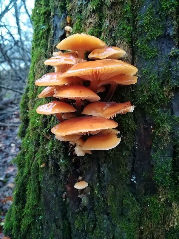 plamienka Flammulina sp.