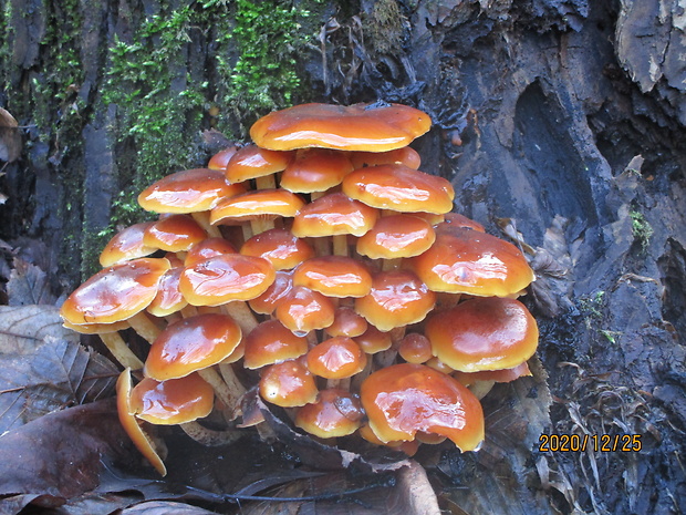 plamienka Flammulina sp.