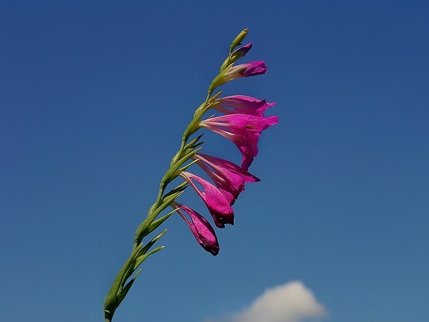 mečík škridlicovitý Gladiolus imbricatus L.