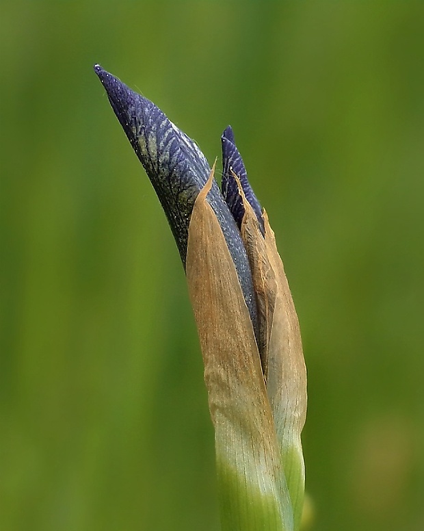 kosatec sibírsky Iris sibirica L.