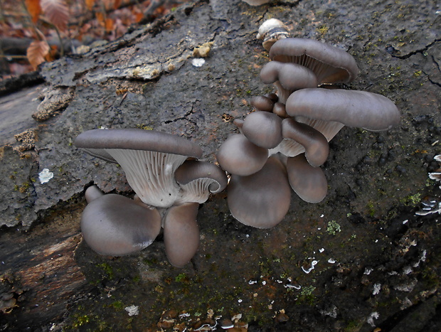 hliva ustricovitá Pleurotus ostreatus (Jacq.) P. Kumm.