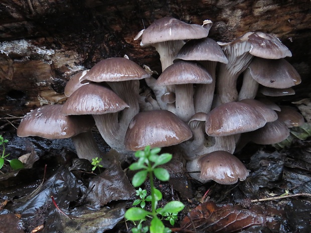 hliva ustricovitá Pleurotus ostreatus (Jacq.) P. Kumm.