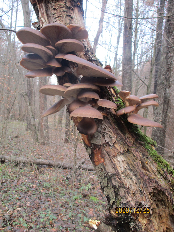 hliva ustricovitá Pleurotus ostreatus (Jacq.) P. Kumm.