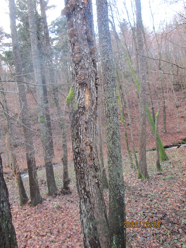 hliva ustricovitá Pleurotus ostreatus (Jacq.) P. Kumm.