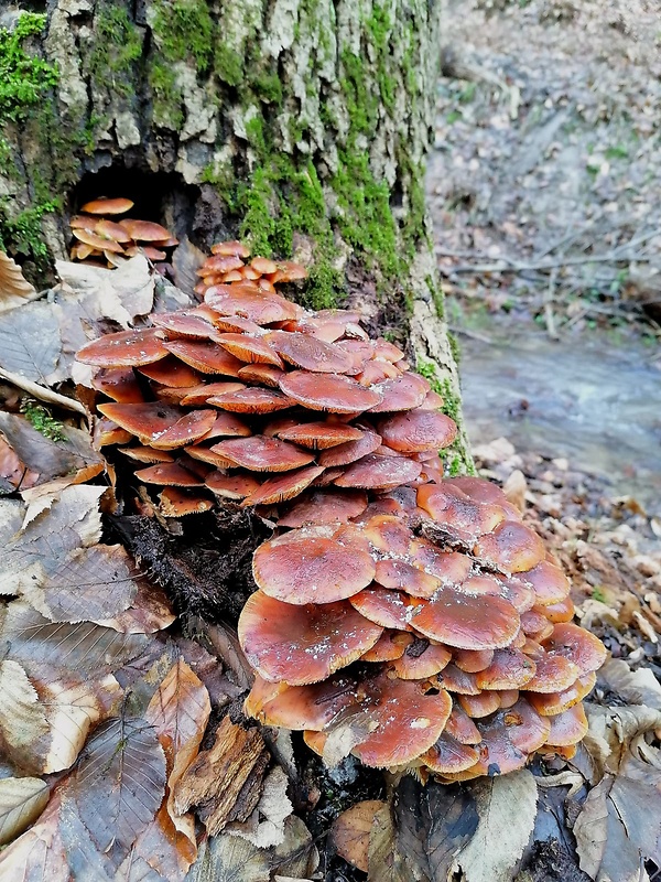 plamienka Flammulina sp.