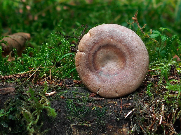 rýdzik lieskový Lactarius pyrogalus (Bull.) Fr.