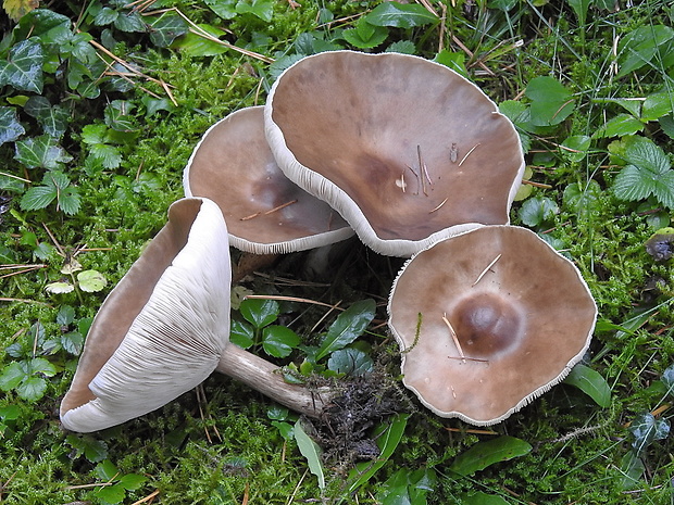 tmavuľka krátkohlúbiková Melanoleuca brevipes (Bull.) Pat.