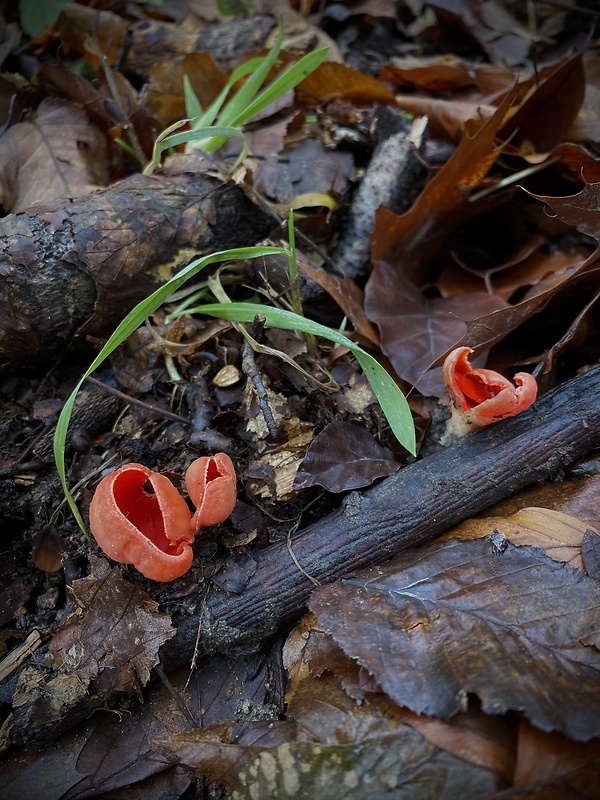 ohnivec Sarcoscypha sp.