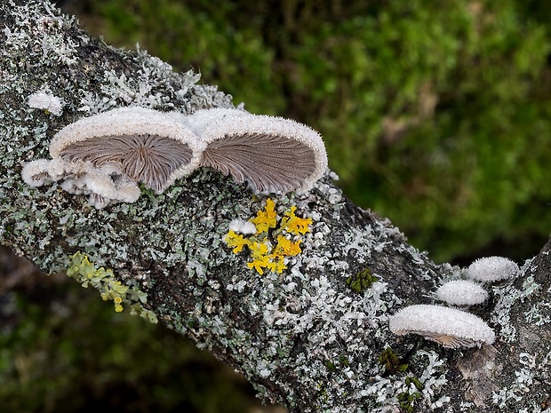 klanolupeňovka obyčajná Schizophyllum commune Fr.