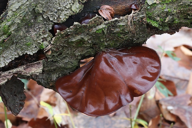 uchovec bazový Auricularia auricula-judae (Bull.) Quél.