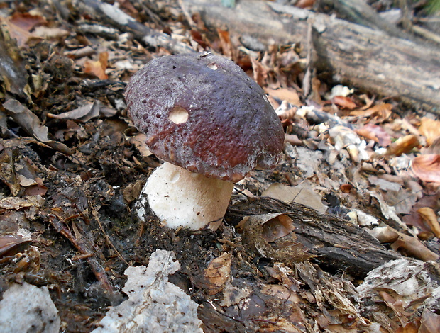 hríb sosnový Boletus pinophilus Pil. et Dermek in Pil.