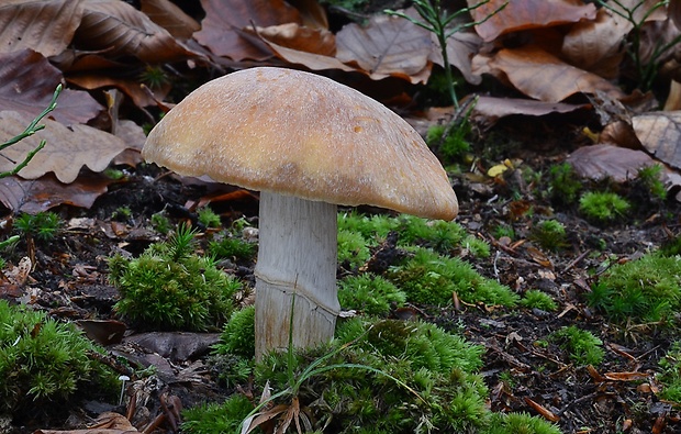 pavučinovec inovaťový Cortinarius caperatus (Pers.) Fr.