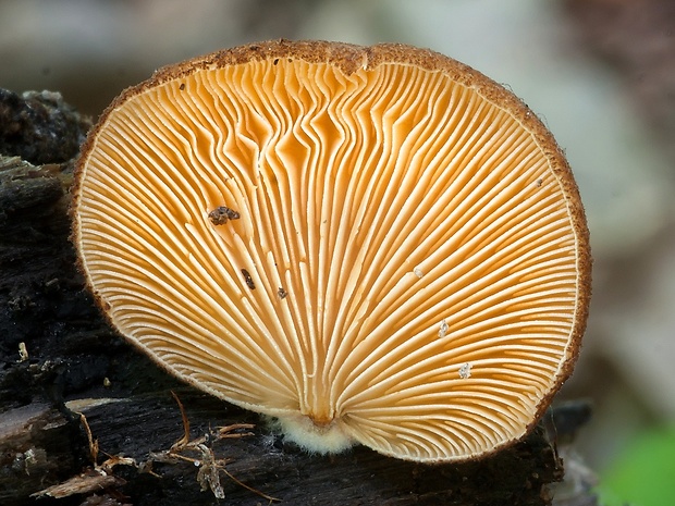 pahliva šafranová Crepidotus crocophyllus (Berk.) Sacc.