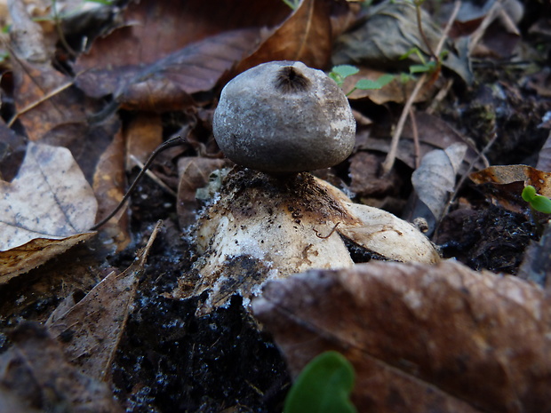 hviezdovka tmavá Geastrum coronatum Pers.