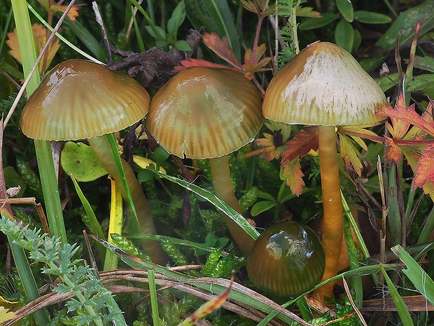 lúčnica žltozelená Gliophorus psittacinus (Schaeff.) Herink