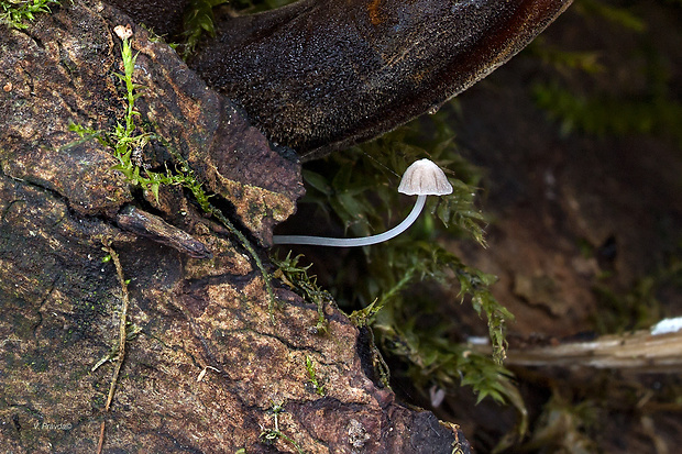 prilbička Mycena sp.