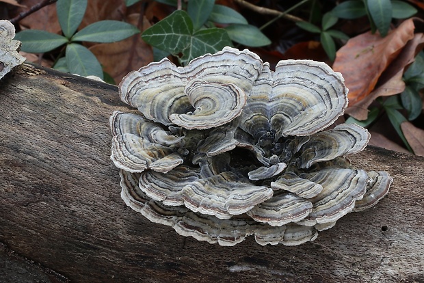 trúdnikovec pestrý Trametes versicolor (L.) Lloyd