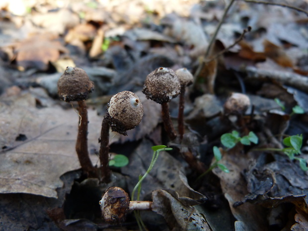 stopkovec šupinatý Tulostoma squamosum Pers.