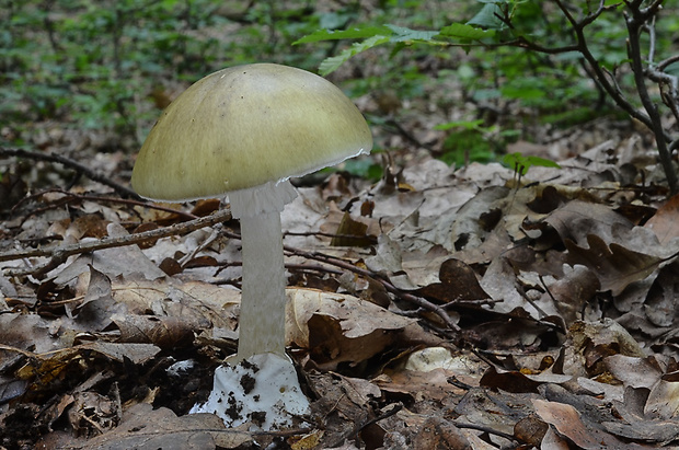 muchotrávka zelená Moravcova Amanita phalloides var. moravecii Pilát