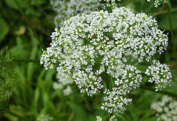 krkoška voňavá Chaerophyllum aromaticum L.