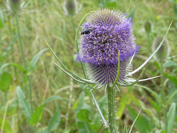 štetka lesná Dipsacus fullonum L.