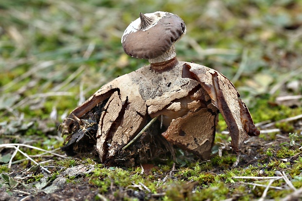 hviezdovka golierikovitá Geastrum striatum DC.