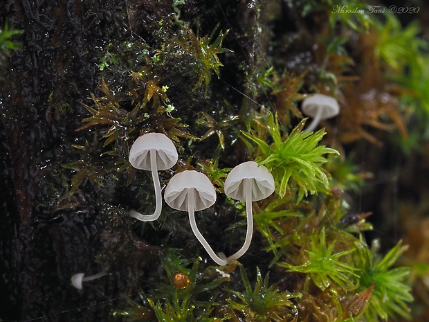 prilbička Mycena sp.