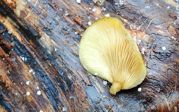 pňovka neskorá Sarcomyxa serotina (Pers.) P. Karst.