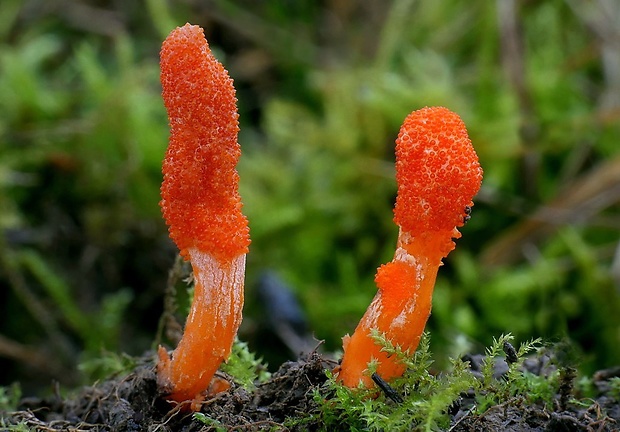 žezlovka hmyzová Cordyceps militaris (Fr.) Link