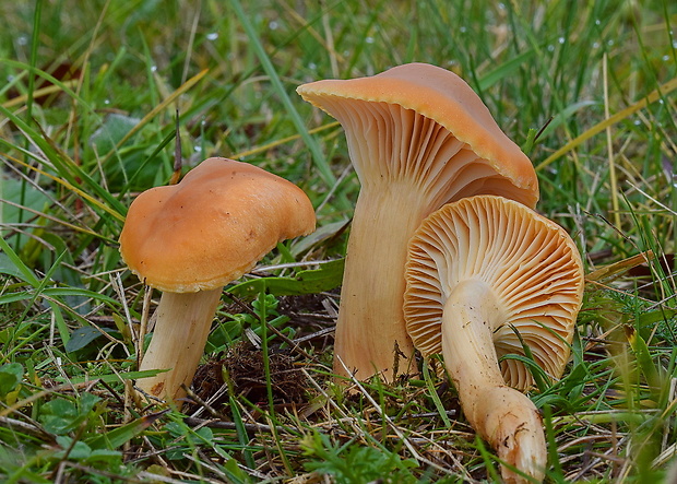 lúčnica statná Cuphophyllus pratensis (Fr.) Bon