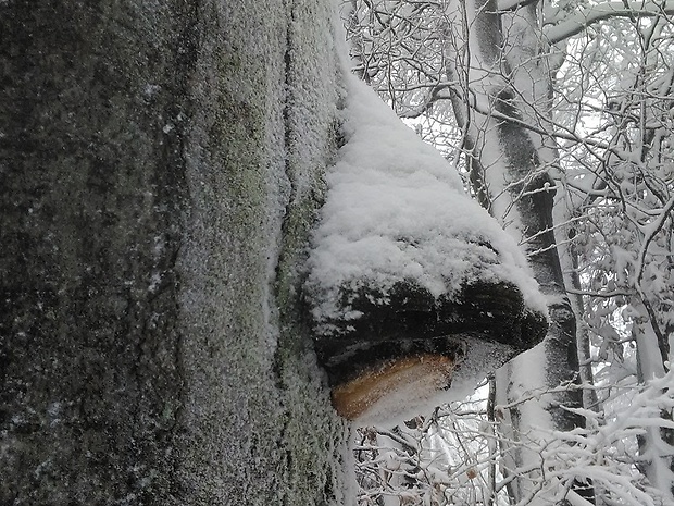 práchnovec kopytovitý Fomes fomentarius (L.) J.J. Kickx