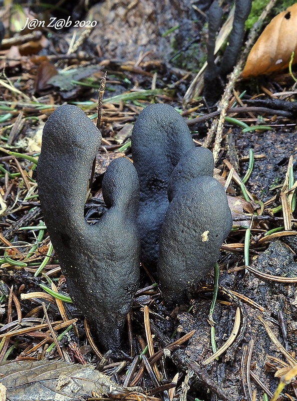 drevnatec Xylaria sp.