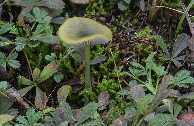 hodvábnica zelenohlúbiková Entoloma incanum (Fr.) Hesler