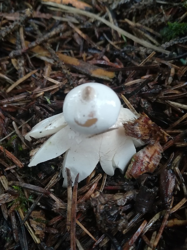 hviezdovka Geastrum sp.